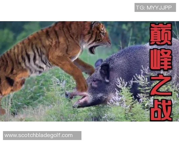 老虎竞技与圣胡安圣马激战正酣谁能在这场对决中笑到最后